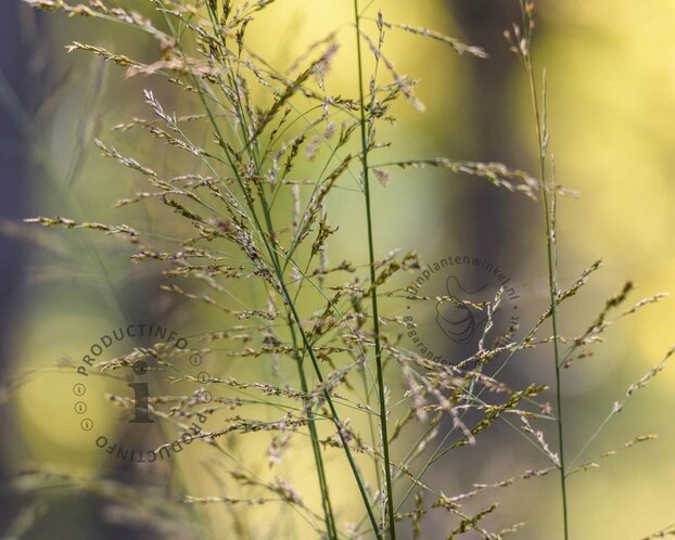 Molinia arundinacea 'Witches Broom'