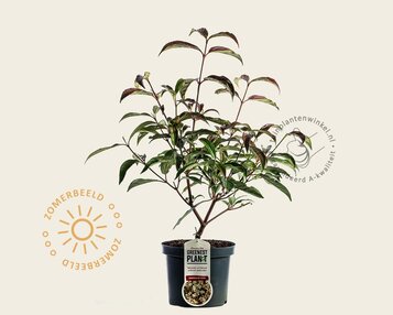 Viburnum hillieri 'Winton' image