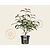 Viburnum hillieri 'Winton'