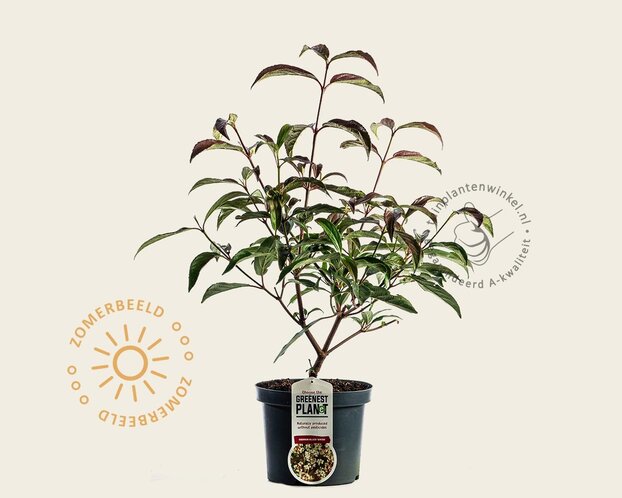 Viburnum hillieri 'Winton'