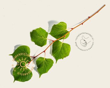 Tilia cordata 'Winter Orange' - hoogstam