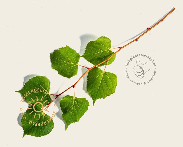 Tilia cordata 'Winter Orange' - hoogstam