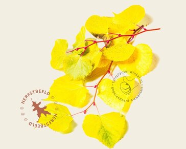 Tilia cordata 'Winter Orange' - hoogstam
