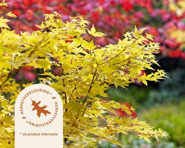 Acer palmatum 'Bi Hoo'