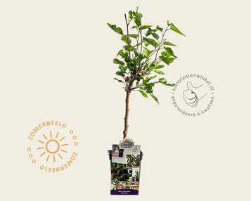 Morus rotundiloba 'Matsunaga'  (Mojo Berry) - mini image