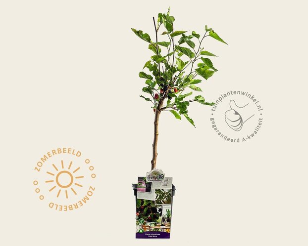 Morus rotundiloba 'Matsunaga'  (Mojo Berry) - mini