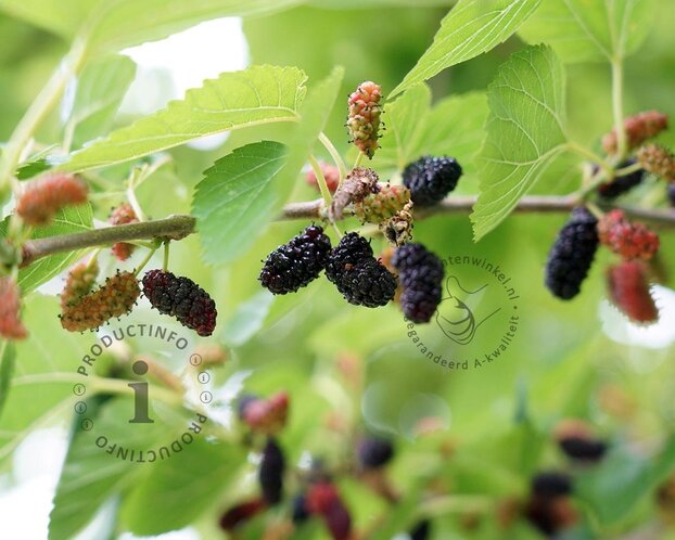 Morus rotundiloba 'Matsunaga'  (Mojo Berry) - mini