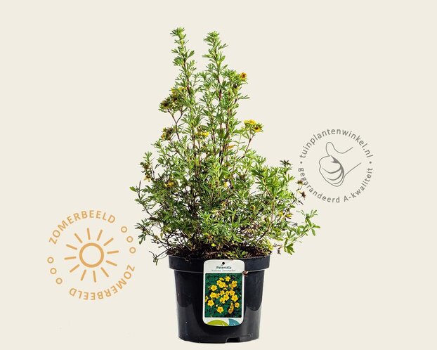 Potentilla fruticosa 'Sommerflor'