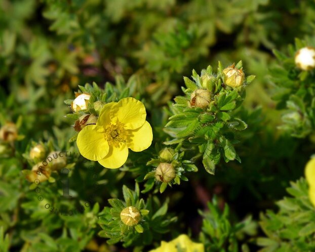 Potentilla fruticosa 'Sommerflor'