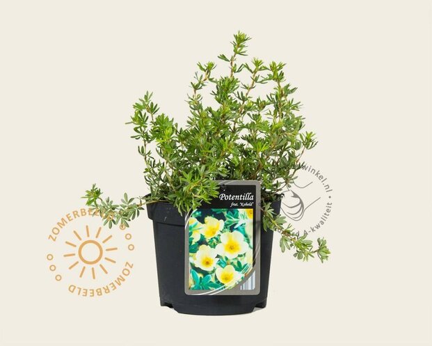 Potentilla fruticosa 'Kobold'