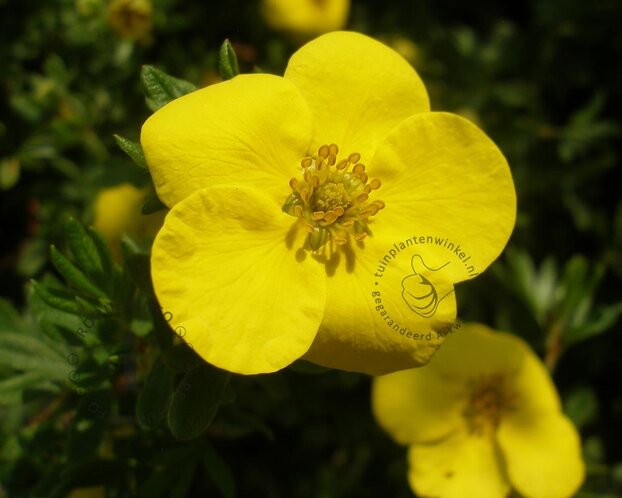Potentilla fruticosa 'Kobold'