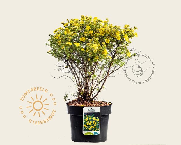 Potentilla fruticosa 'Kobold'