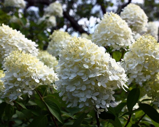 Hydrangea paniculata 'Little Spooky'