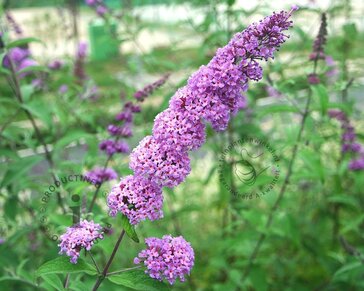 Buddleja davidii 'Ile de France' - XL