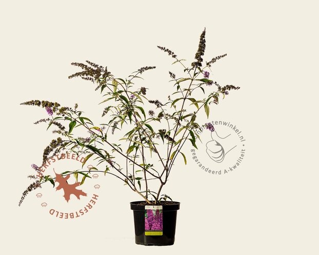 Buddleja davidii 'Ile de France' - XL