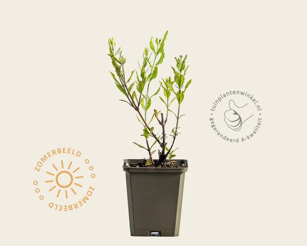 Perovskia atriplicifolia 'Little Spire'