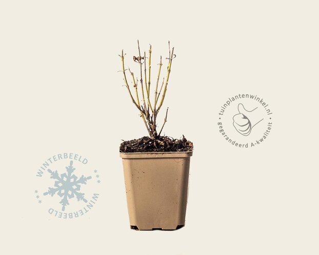 Perovskia atriplicifolia 'Little Spire'