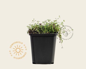 Thymus praecox 'Coccineus'