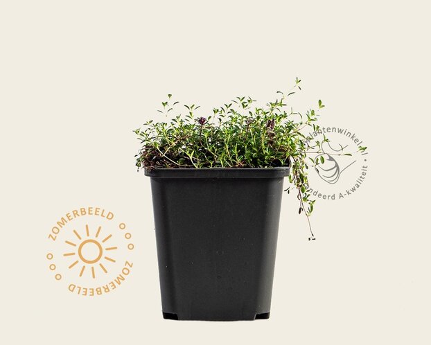 Thymus praecox 'Coccineus'