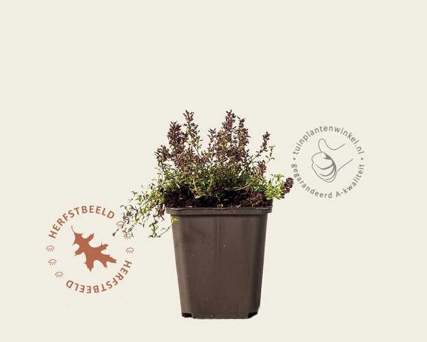 Thymus praecox 'Coccineus'