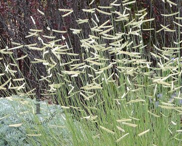 Bouteloua gracilis