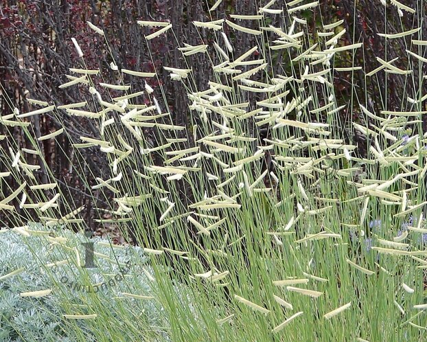 Bouteloua gracilis