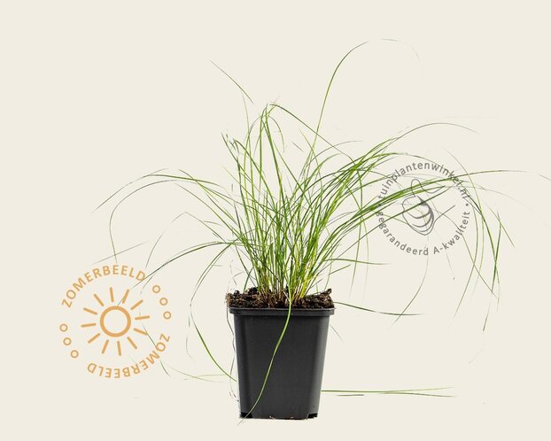 Bouteloua gracilis