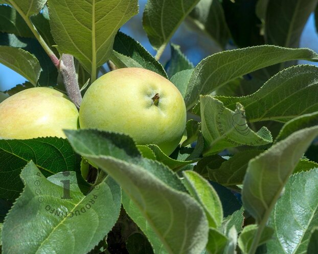 Malus domestica 'Bolero'
