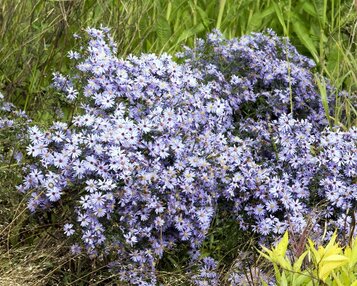 Aster cordifolius 'Little Carlow' image