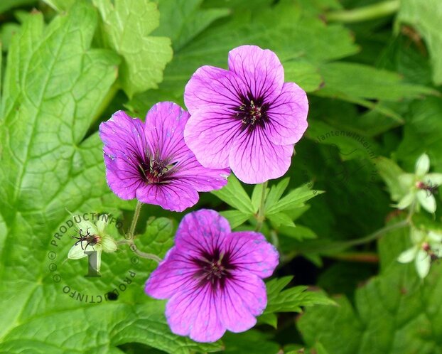 Geranium 'Pink Penny'