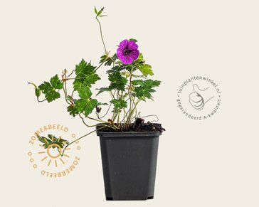 Geranium 'Pink Penny'