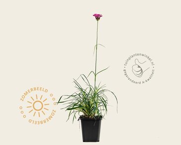 Dianthus carthusianorum
