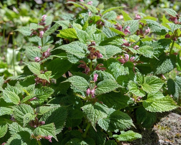 Lamium orvala