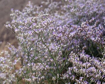 Limonium latifolium image