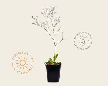 Limonium latifolium