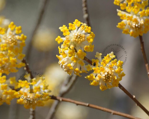 Edgeworthia chrysantha 'Grandiflora'