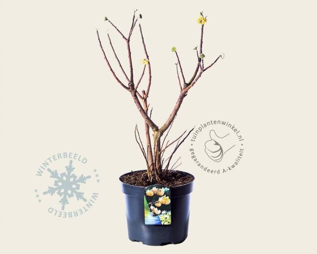 Edgeworthia chrysantha 'Grandiflora'