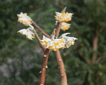 Edgeworthia chrysantha 'Grandiflora'