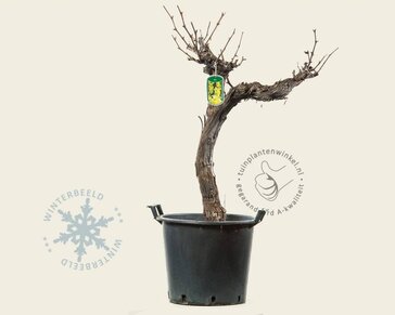 Alleen in winkel Vitis vinifera - oude laagstam 2-arm