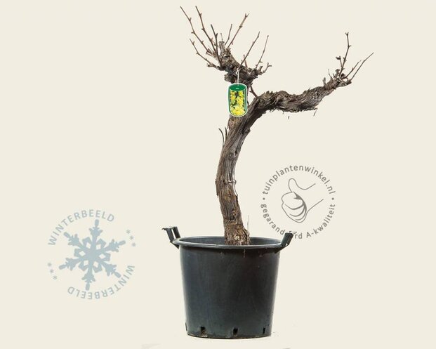 Alleen in winkel Vitis vinifera - oude laagstam 2-arm