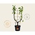 Malus domestica 'Elstar' - U-vorm