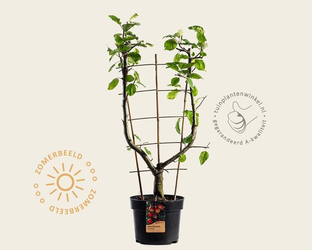 Malus domestica 'Elstar' - U-vorm