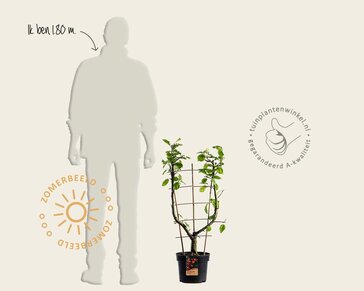 Malus domestica 'Elstar' - U-vorm