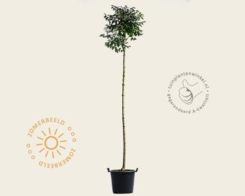 Fraxinus ornus 'Mecsek' - op stam image