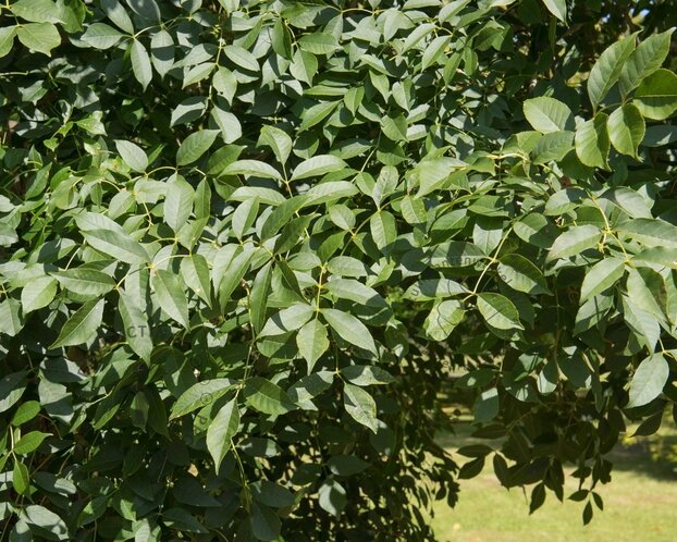 Fraxinus ornus 'Mecsek' - 200 cm stam