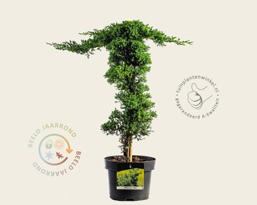 Juniperus procumbens 'Nana' - piramide