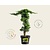Juniperus procumbens 'Nana' - piramide