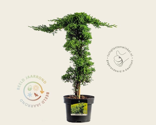 Juniperus procumbens 'Nana' - piramide
