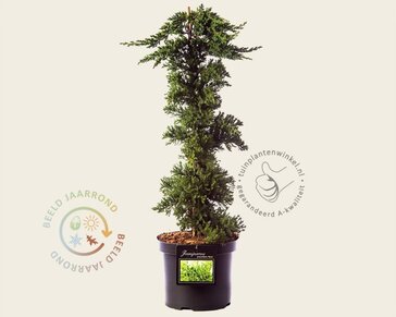 Juniperus procumbens 'Nana' - piramide