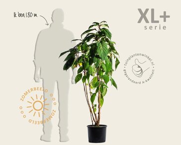 Hydrangea aspera 'Macrophylla' - XL+